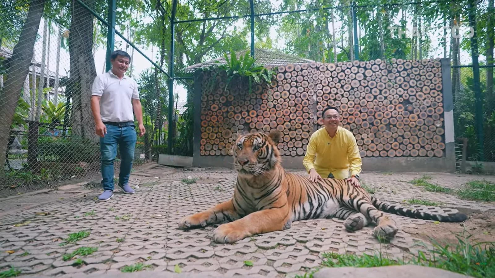 Unleash the Wild at Tiger Kingdom Chiang Mai